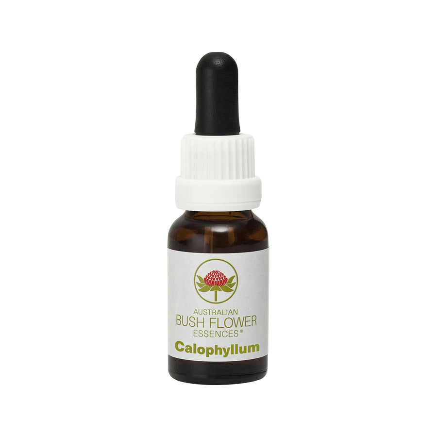 Bush Flower Essences Calophyllum